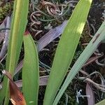 Sarracenia × swaniana Leaf