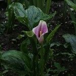 Zantedeschia albomaculata (Hook.) Baill.Flower