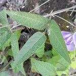 Centrosema virginianum Leaf