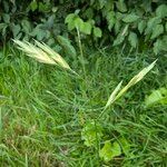 Bromus catharticus Fruit