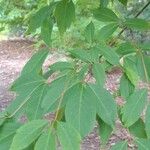 Acer cissifolium Folha
