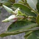 Cerberiopsis obtusifolia Flor