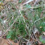 Equisetum scirpoides Habitus