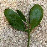 Phoradendron leucarpum Leaf