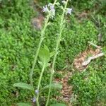 Veronica officinalis عادت