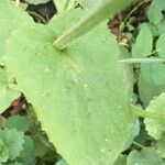 Doronicum columnae Leaf