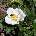 Rosa coriifolia