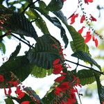 Warszewiczia coccinea Leaf