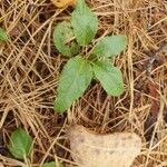 Orthilia secunda Leaf