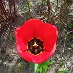Tulipa raddii फूल