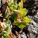 Primula hirsuta Hoja