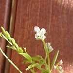 Vicia disperma Λουλούδι
