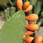 Opuntia ficus-indica Листок