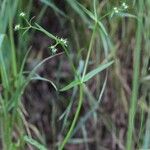 Valeriana dentata Blüte