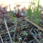 Collinsia parviflora Bark