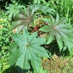 Ricinus communisLeaf