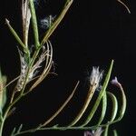 Epilobium brachycarpum Frucht