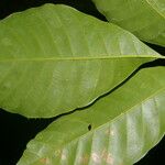 Trichilia pallida Leaf