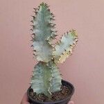 Euphorbia ammak Folha