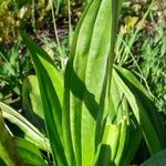 Gentiana purpurea Blatt