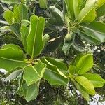 Calophyllum inophyllum برگ