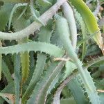Aloe huntleyana