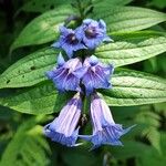 Gentiana asclepiadea Blüte