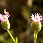 Erigeron acris Цвят