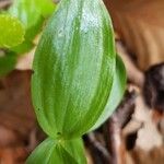 Cephalanthera damasoniumLeaf