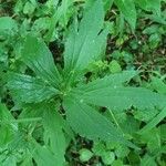 Ranunculus platanifolius Leaf