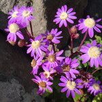 Pericallis echinata Flower