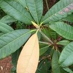 Rhododendron niveum Leaf