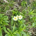 Fragaria viridis Цветок