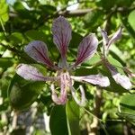 Phanera yunnanensis Flower