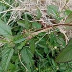 Sida spinosa Φύλλο