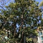 Mangifera indica Habitus