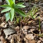 Lilium canadense Leaf