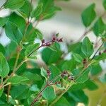 Syringa pubescens Costuma