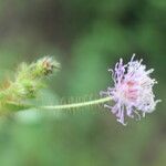 Mimosa skinneri Blomst