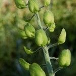 Lepidium campestre ഫലം