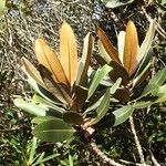 Pycnandra carinocostata Habit