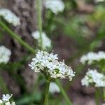 Valeriana woodsiana Květ