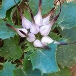 Physoplexis comosa 花