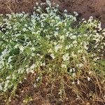 Heliotropium longiflorum फूल