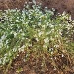 Heliotropium longiflorum Fleur