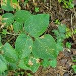 Desmodium paniculatum Leaf