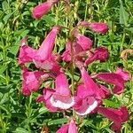 Penstemon hartwegii ফুল