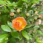 Rosa multiflora Žiedas