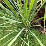 Cymbopogon citratus Лист