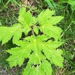 Heracleum sosnowskyi List